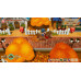 Story of Seasons : Friends of Mineral Town [PS4] (D)