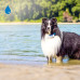 Tractive Hunde Tracker GPS LTE - white